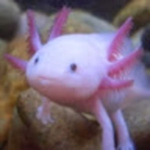 Meet your Posher, Savannah